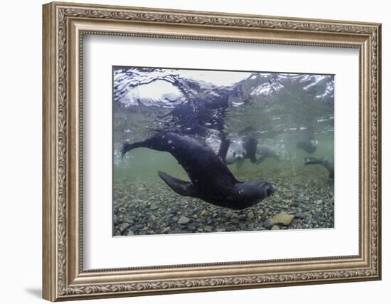 Curious Antarctica Fur Seal Pups (Arctocephalus Gazella), Polar Regions-Michael Nolan-Framed Photographic Print