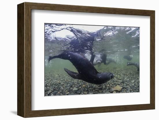 Curious Antarctica Fur Seal Pups (Arctocephalus Gazella), Polar Regions-Michael Nolan-Framed Photographic Print