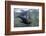 Curious Antarctica Fur Seal Pups (Arctocephalus Gazella), Polar Regions-Michael Nolan-Framed Photographic Print