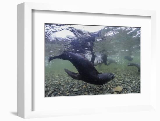 Curious Antarctica Fur Seal Pups (Arctocephalus Gazella), Polar Regions-Michael Nolan-Framed Photographic Print