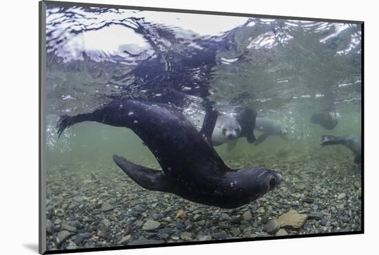 Curious Antarctica Fur Seal Pups (Arctocephalus Gazella), Polar Regions-Michael Nolan-Mounted Photographic Print