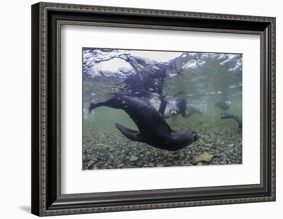 Curious Antarctica Fur Seal Pups (Arctocephalus Gazella), Polar Regions-Michael Nolan-Framed Photographic Print