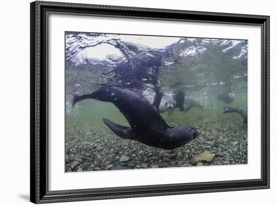 Curious Antarctica Fur Seal Pups (Arctocephalus Gazella), Polar Regions-Michael Nolan-Framed Photographic Print