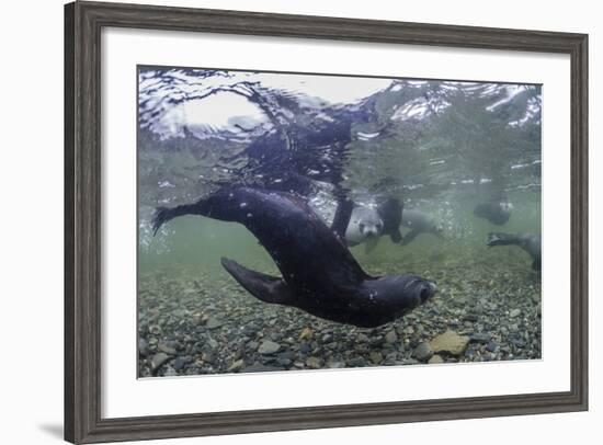 Curious Antarctica Fur Seal Pups (Arctocephalus Gazella), Polar Regions-Michael Nolan-Framed Photographic Print