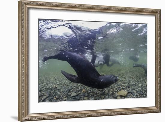 Curious Antarctica Fur Seal Pups (Arctocephalus Gazella), Polar Regions-Michael Nolan-Framed Photographic Print