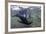 Curious Antarctica Fur Seal Pups (Arctocephalus Gazella), Polar Regions-Michael Nolan-Framed Photographic Print