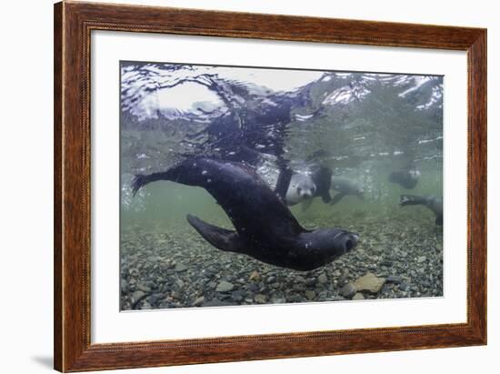 Curious Antarctica Fur Seal Pups (Arctocephalus Gazella), Polar Regions-Michael Nolan-Framed Photographic Print