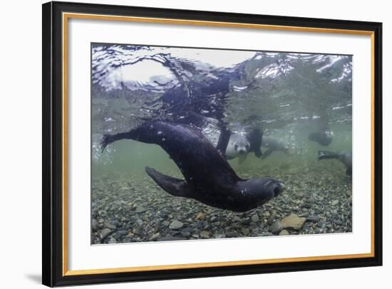 Curious Antarctica Fur Seal Pups (Arctocephalus Gazella), Polar Regions-Michael Nolan-Framed Photographic Print