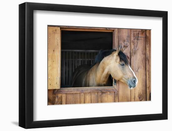 Curious Brown Horse Looking out Stable Window-elenathewise-Framed Photographic Print