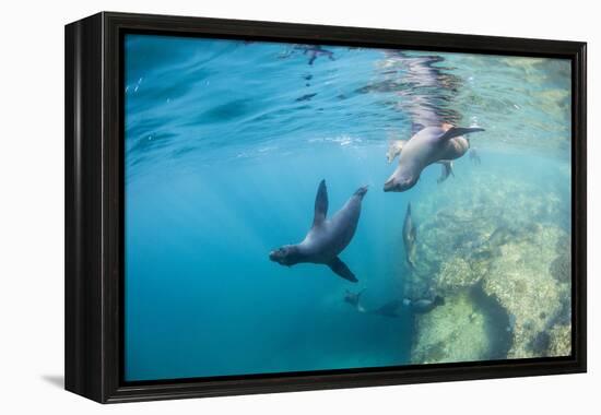 Curious California Sea Lion Pups (Zalophus Californianus), Underwater at Los Islotes-Michael Nolan-Framed Premier Image Canvas