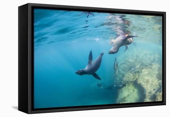 Curious California Sea Lion Pups (Zalophus Californianus), Underwater at Los Islotes-Michael Nolan-Framed Premier Image Canvas