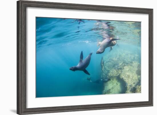 Curious California Sea Lion Pups (Zalophus Californianus), Underwater at Los Islotes-Michael Nolan-Framed Photographic Print