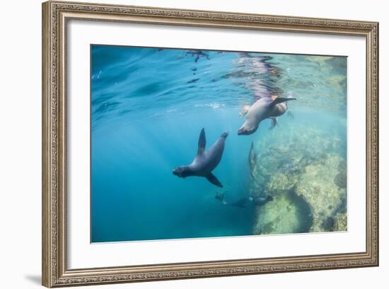 Curious California Sea Lion Pups (Zalophus Californianus), Underwater at Los Islotes-Michael Nolan-Framed Photographic Print