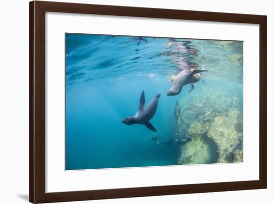 Curious California Sea Lion Pups (Zalophus Californianus), Underwater at Los Islotes-Michael Nolan-Framed Photographic Print