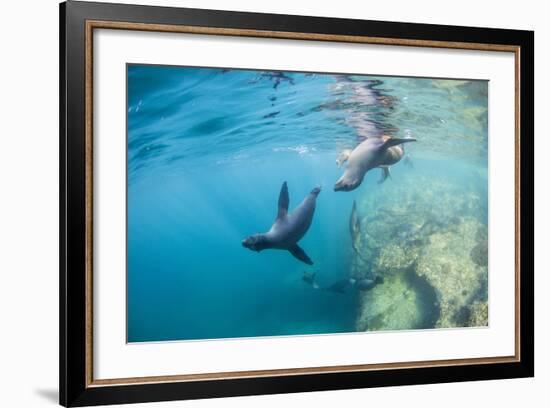 Curious California Sea Lion Pups (Zalophus Californianus), Underwater at Los Islotes-Michael Nolan-Framed Photographic Print