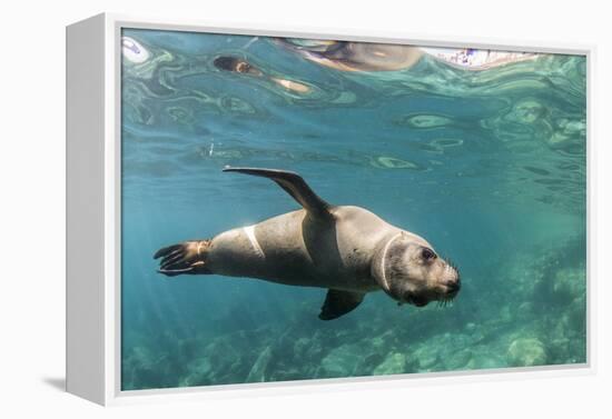 Curious California Sea Lion (Zalophus Californianus) Underwater at Los Islotes, Baja California Sur-Michael Nolan-Framed Premier Image Canvas