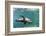 Curious California Sea Lion (Zalophus Californianus) Underwater at Los Islotes, Baja California Sur-Michael Nolan-Framed Photographic Print