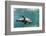 Curious California Sea Lion (Zalophus Californianus) Underwater at Los Islotes, Baja California Sur-Michael Nolan-Framed Photographic Print