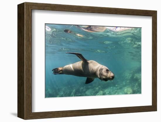 Curious California Sea Lion (Zalophus Californianus) Underwater at Los Islotes, Baja California Sur-Michael Nolan-Framed Photographic Print