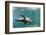 Curious California Sea Lion (Zalophus Californianus) Underwater at Los Islotes, Baja California Sur-Michael Nolan-Framed Photographic Print