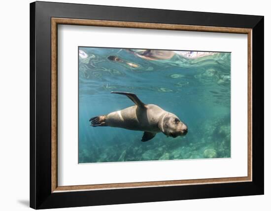 Curious California Sea Lion (Zalophus Californianus) Underwater at Los Islotes, Baja California Sur-Michael Nolan-Framed Photographic Print