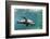 Curious California Sea Lion (Zalophus Californianus) Underwater at Los Islotes, Baja California Sur-Michael Nolan-Framed Photographic Print