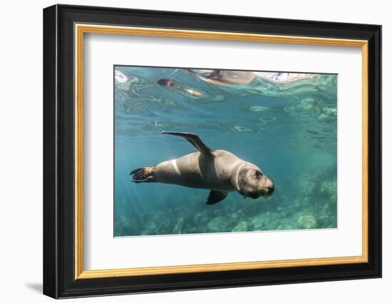 Curious California Sea Lion (Zalophus Californianus) Underwater at Los Islotes, Baja California Sur-Michael Nolan-Framed Photographic Print