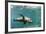 Curious California Sea Lion (Zalophus Californianus) Underwater at Los Islotes, Baja California Sur-Michael Nolan-Framed Photographic Print