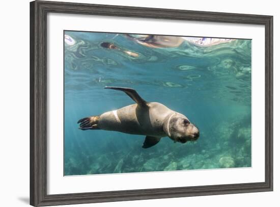 Curious California Sea Lion (Zalophus Californianus) Underwater at Los Islotes, Baja California Sur-Michael Nolan-Framed Photographic Print