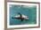 Curious California Sea Lion (Zalophus Californianus) Underwater at Los Islotes, Baja California Sur-Michael Nolan-Framed Photographic Print