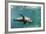 Curious California Sea Lion (Zalophus Californianus) Underwater at Los Islotes, Baja California Sur-Michael Nolan-Framed Photographic Print