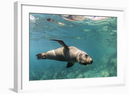 Curious California Sea Lion (Zalophus Californianus) Underwater at Los Islotes, Baja California Sur-Michael Nolan-Framed Photographic Print