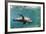 Curious California Sea Lion (Zalophus Californianus) Underwater at Los Islotes, Baja California Sur-Michael Nolan-Framed Photographic Print