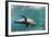 Curious California Sea Lion (Zalophus Californianus) Underwater at Los Islotes, Baja California Sur-Michael Nolan-Framed Photographic Print