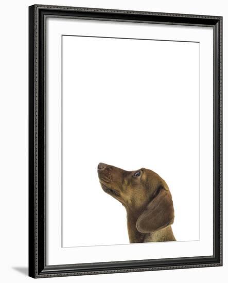 Curious Canine-Assaf Frank-Framed Giclee Print