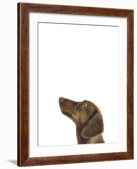 Curious Canine-Assaf Frank-Framed Giclee Print