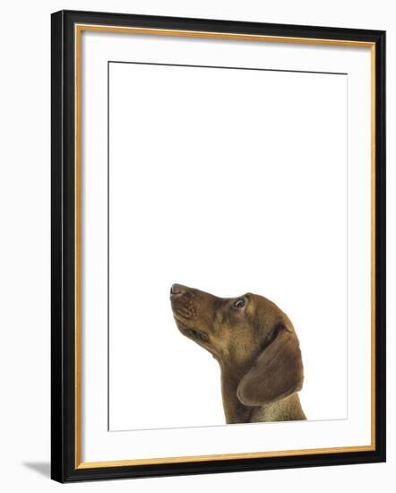 Curious Canine-Assaf Frank-Framed Giclee Print