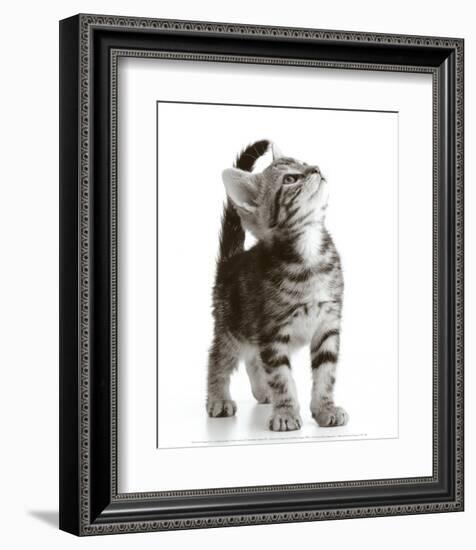 Curious Cat-null-Framed Art Print
