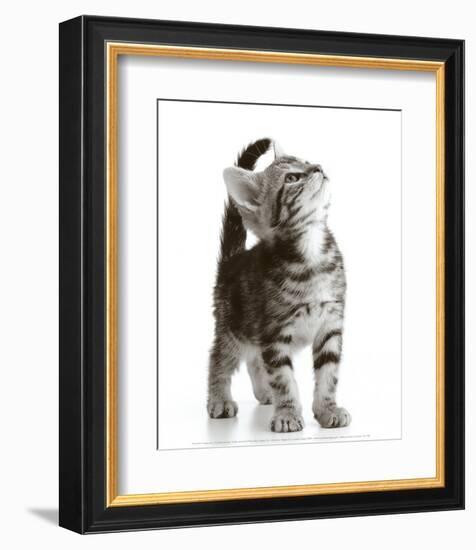 Curious Cat-null-Framed Art Print