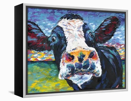 Curious Cow II-Carolee Vitaletti-Framed Stretched Canvas