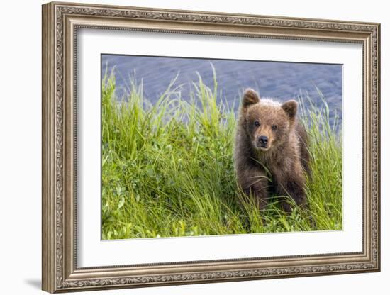 Curious Cub (Brown Bear Cub)-Art Wolfe-Framed Giclee Print