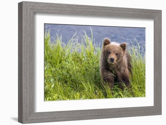 Curious Cub (Brown Bear Cub)-Art Wolfe-Framed Giclee Print