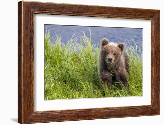 Curious Cub (Brown Bear Cub)-Art Wolfe-Framed Giclee Print