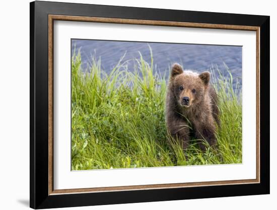 Curious Cub (Brown Bear Cub)-Art Wolfe-Framed Giclee Print