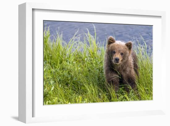 Curious Cub (Brown Bear Cub)-Art Wolfe-Framed Giclee Print