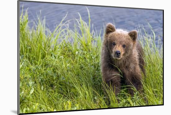 Curious Cub (Brown Bear Cub)-Art Wolfe-Mounted Giclee Print