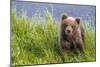 Curious Cub (Brown Bear Cub)-Art Wolfe-Mounted Giclee Print