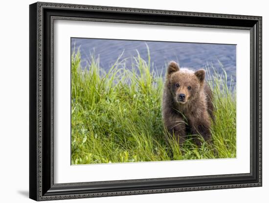 Curious Cub (Brown Bear Cub)-Art Wolfe-Framed Giclee Print