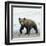 Curious Cub-Wink Gaines-Framed Giclee Print