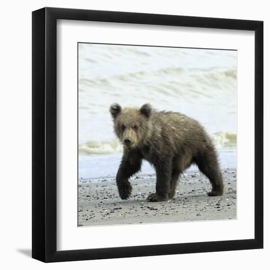 Curious Cub-Wink Gaines-Framed Giclee Print